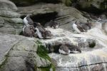 PICTURES/Oregon Coast Aquarium - Newport/t_Common Murres2.JPG